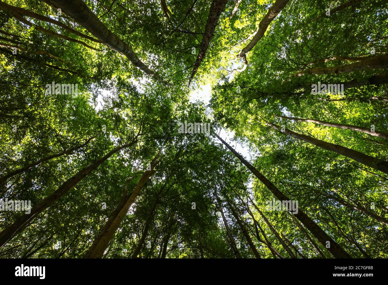 Herzform im Wald Baumkronen im Nationalpark Jasmund, Rügen, Deutschland, Teil des UNESCO-Welterbes der `Alten und Urbuchswälder. Stockfoto